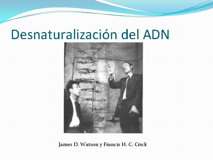 Desnaturalización del ADN James D. Watson y Francis H. C. Crick 