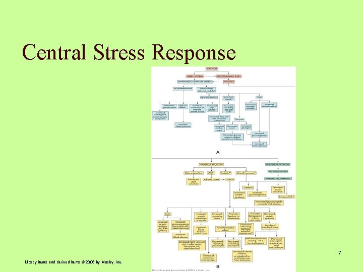 Central Stress Response 7 Mosby items and derived items © 2006 by Mosby, Inc.