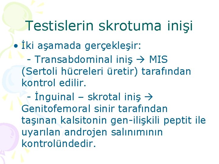 Testislerin skrotuma inişi • İki aşamada gerçekleşir: - Transabdominal iniş MIS (Sertoli hücreleri üretir)