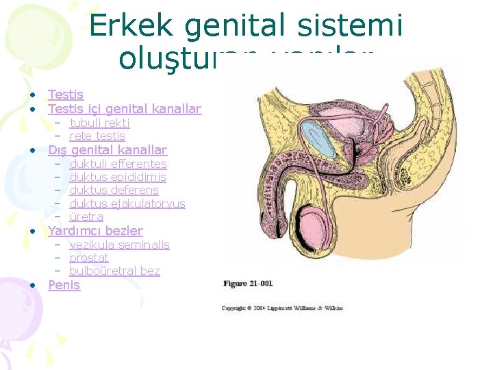 Erkek genital sistemi oluşturan yapılar • Testis içi genital kanallar – tubuli rekti –