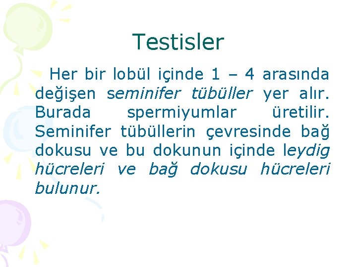 Testisler Her bir lobül içinde 1 – 4 arasında değişen seminifer tübüller yer alır.