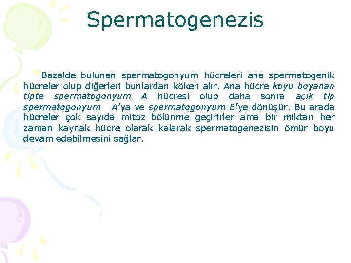 Spermatogenezis Bazalde bulunan spermatogonyum hücreleri ana spermatogenik hücreler olup diğerleri bunlardan köken alır. Ana
