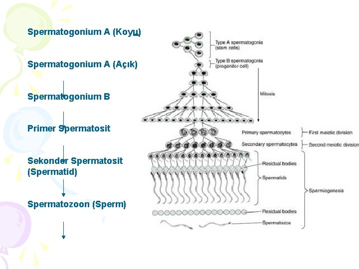 Spermatogonium A (Koyu) Testisler Spermatogonium A (Açık) Spermatogonium B Primer Spermatosit Sekonder Spermatosit (Spermatid)