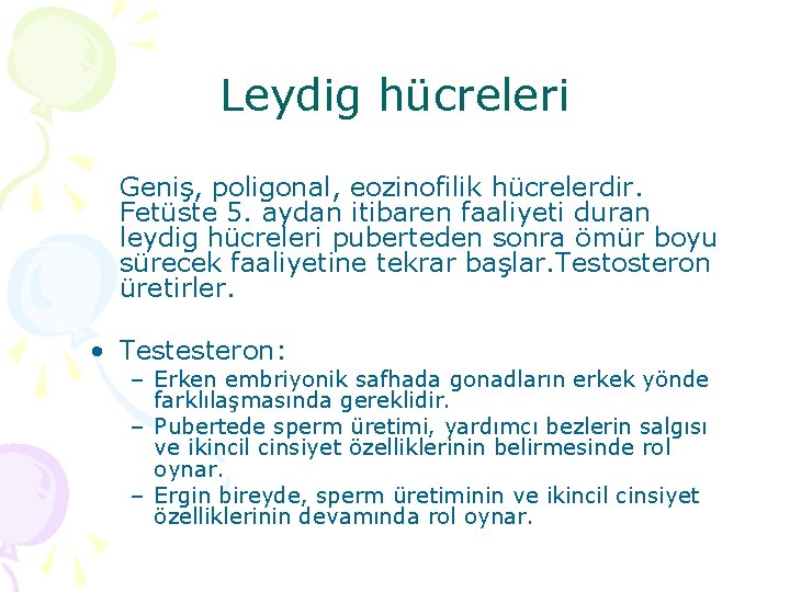 Leydig hücreleri Geniş, poligonal, eozinofilik hücrelerdir. Fetüste 5. aydan itibaren faaliyeti duran leydig hücreleri