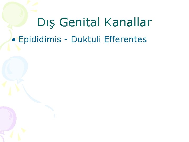 Dış Genital Kanallar • Epididimis - Duktuli Efferentes 