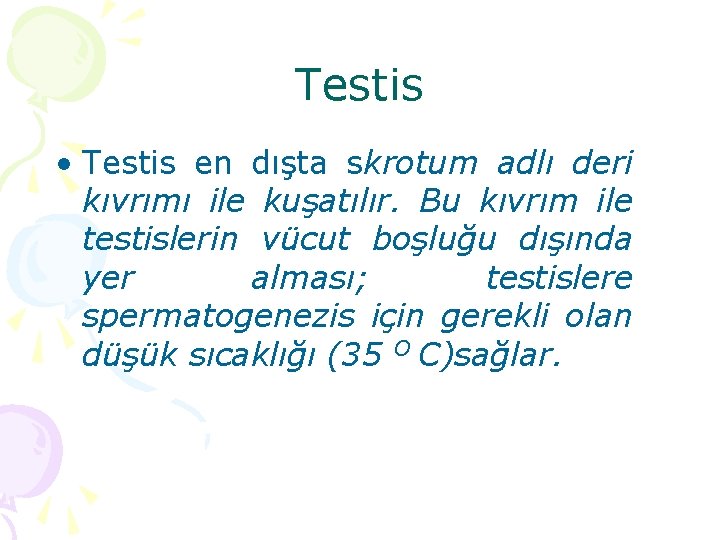 Testis • Testis en dışta skrotum adlı deri kıvrımı ile kuşatılır. Bu kıvrım ile