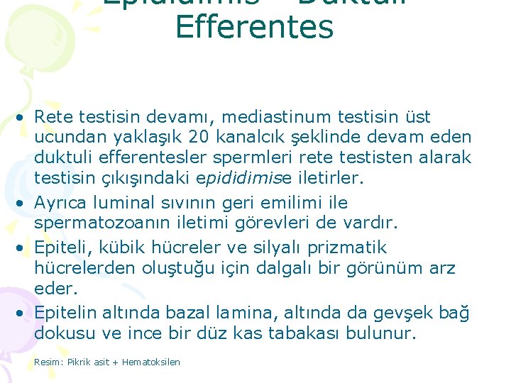 Epididimis - Duktuli Efferentes • Rete testisin devamı, mediastinum testisin üst ucundan yaklaşık 20