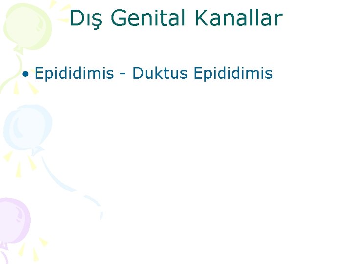 Dış Genital Kanallar • Epididimis - Duktus Epididimis 
