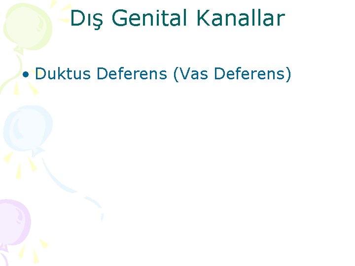 Dış Genital Kanallar • Duktus Deferens (Vas Deferens) 