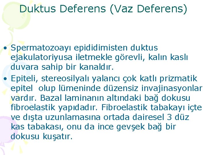 Duktus Deferens (Vaz Deferens) • Spermatozoayı epididimisten duktus ejakulatoriyusa iletmekle görevli, kalın kaslı duvara