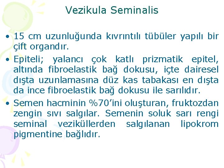 Vezikula Seminalis • 15 cm uzunluğunda kıvrıntılı tübüler yapılı bir çift organdır. • Epiteli;