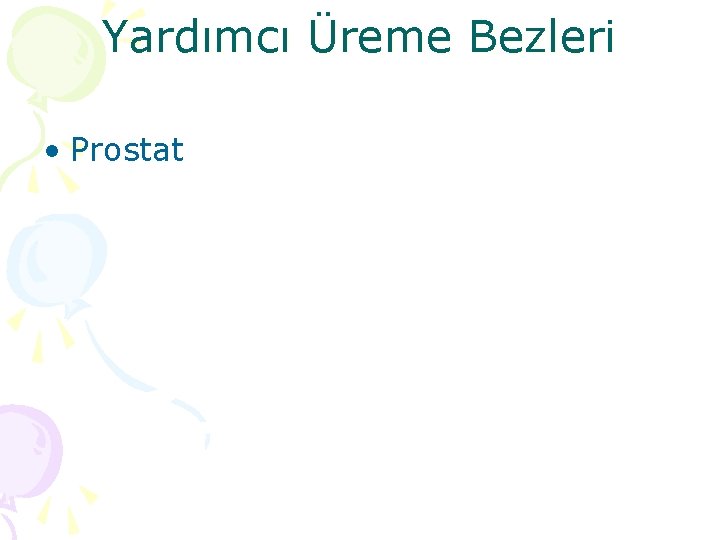 Yardımcı Üreme Bezleri • Prostat 