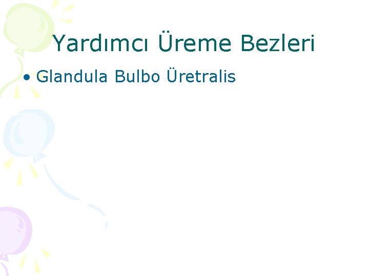 Yardımcı Üreme Bezleri • Glandula Bulbo Üretralis 