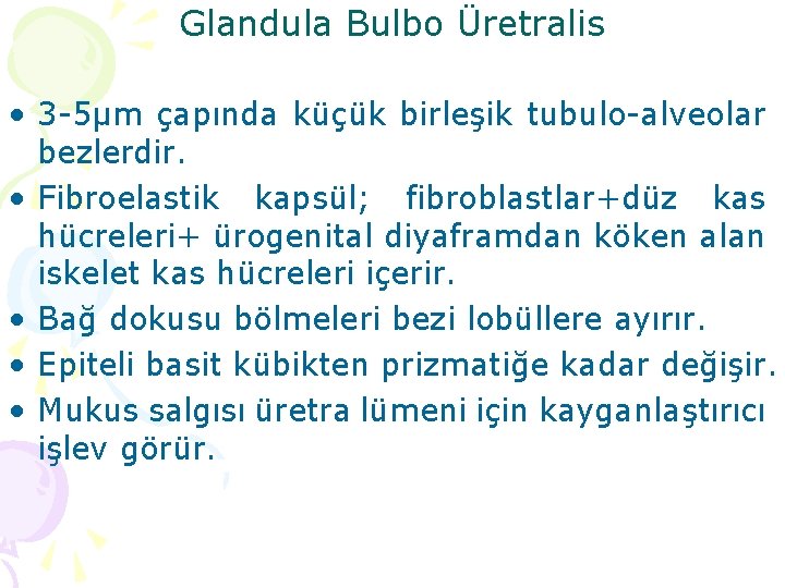 Glandula Bulbo Üretralis • 3 -5µm çapında küçük birleşik tubulo-alveolar bezlerdir. • Fibroelastik kapsül;