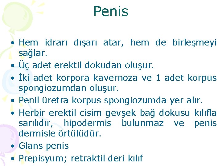 Penis • Hem idrarı dışarı atar, hem de birleşmeyi sağlar. • Üç adet erektil