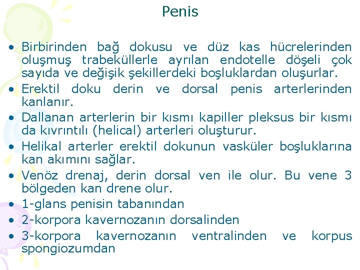 Penis • Birbirinden bağ dokusu ve düz kas hücrelerinden oluşmuş trabeküllerle ayrılan endotelle döşeli