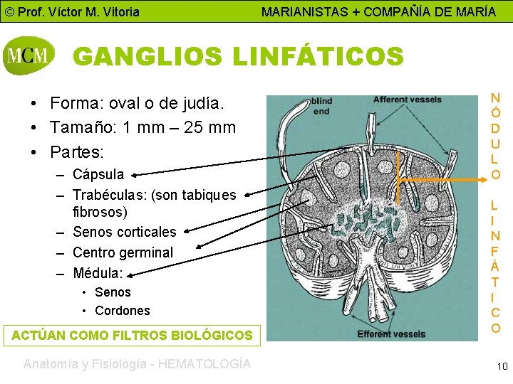 © Prof. Víctor M. Vitoria MARIANISTAS + COMPAÑÍA DE MARÍA GANGLIOS LINFÁTICOS • Forma: