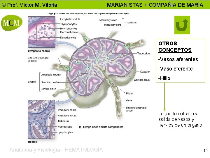 © Prof. Víctor M. Vitoria MARIANISTAS + COMPAÑÍA DE MARÍA OTROS CONCEPTOS -Vasos aferentes