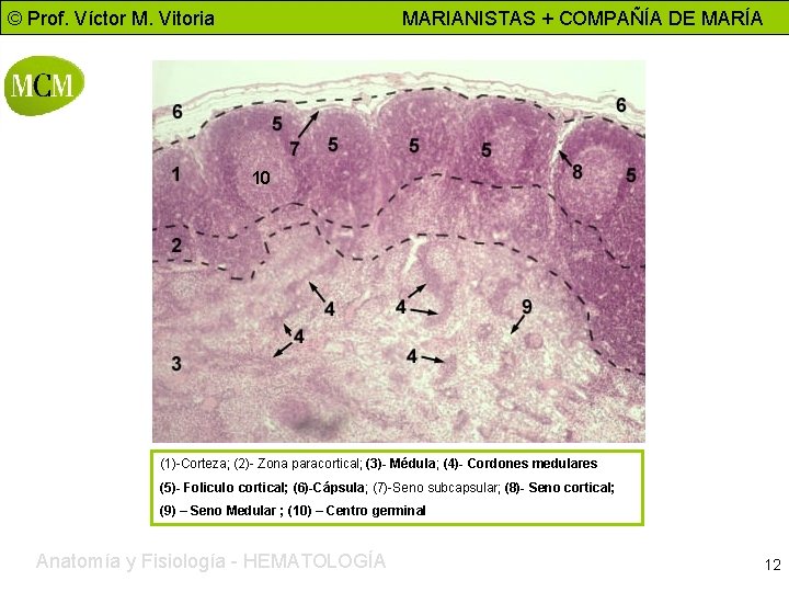 © Prof. Víctor M. Vitoria MARIANISTAS + COMPAÑÍA DE MARÍA 10 (1)-Corteza; (2)- Zona