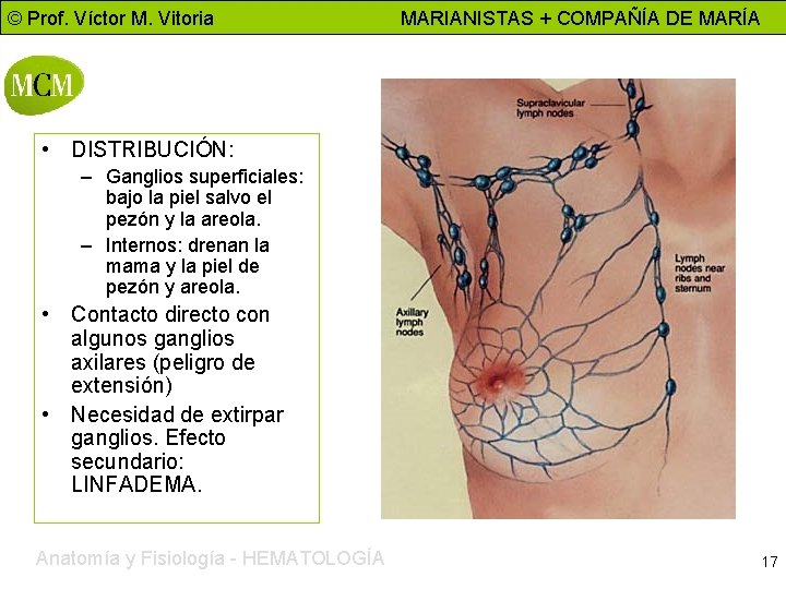 © Prof. Víctor M. Vitoria MARIANISTAS + COMPAÑÍA DE MARÍA • DISTRIBUCIÓN: – Ganglios