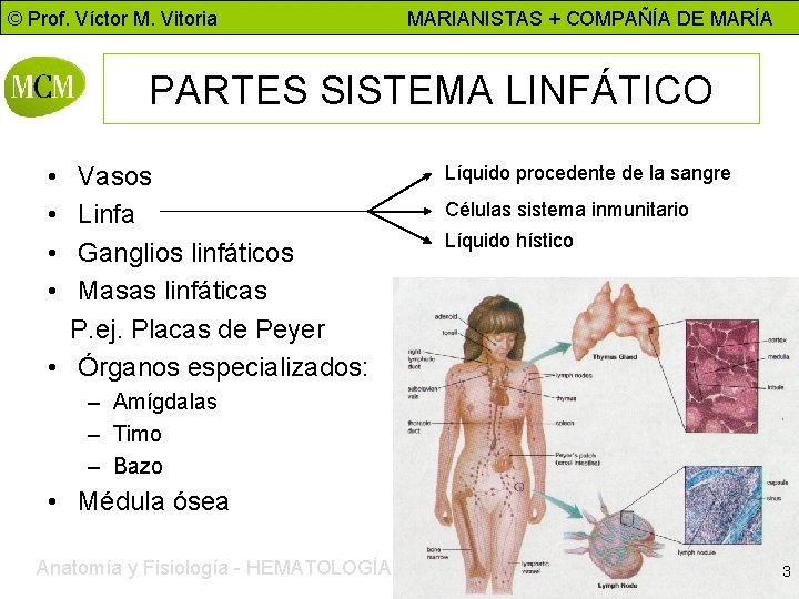 © Prof. Víctor M. Vitoria MARIANISTAS + COMPAÑÍA DE MARÍA PARTES SISTEMA LINFÁTICO •