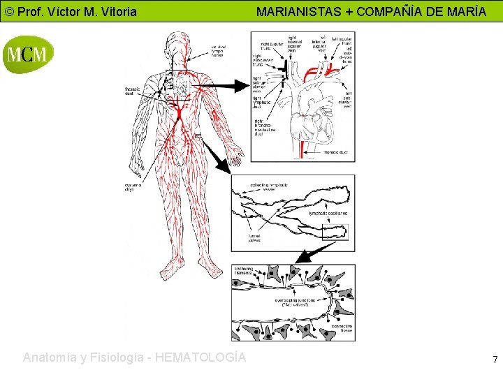 © Prof. Víctor M. Vitoria Anatomía y Fisiología - HEMATOLOGÍA MARIANISTAS + COMPAÑÍA DE