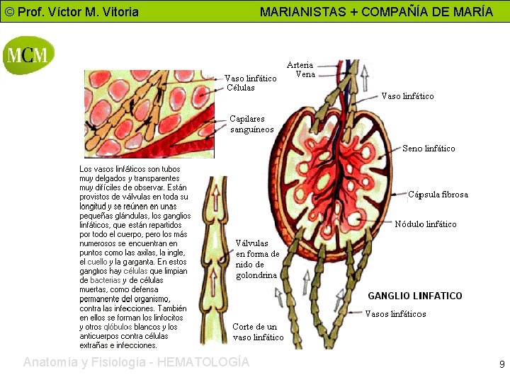 © Prof. Víctor M. Vitoria Anatomía y Fisiología - HEMATOLOGÍA MARIANISTAS + COMPAÑÍA DE