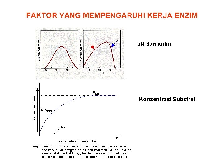 I Metabolisme Mikroba Peta Konsep Karbohidrat Lemak Protein