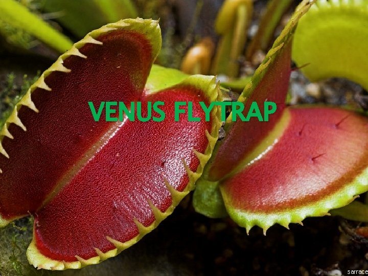 VENUS FLYTRAP VENUS FLYTRAP