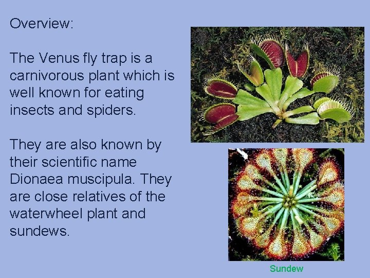 Overview: The Venus fly trap is a carnivorous plant which is well known for Overview: The Venus fly trap is a carnivorous plant which is well known for