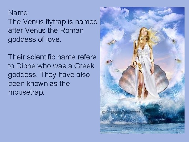 Name: The Venus flytrap is named after Venus the Roman goddess of love. Their Name: The Venus flytrap is named after Venus the Roman goddess of love. Their