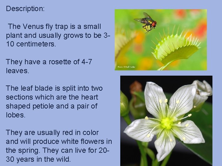 Description: The Venus fly trap is a small plant and usually grows to be Description: The Venus fly trap is a small plant and usually grows to be
