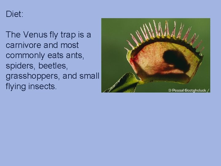 Diet: The Venus fly trap is a carnivore and most commonly eats ants, spiders, Diet: The Venus fly trap is a carnivore and most commonly eats ants, spiders,