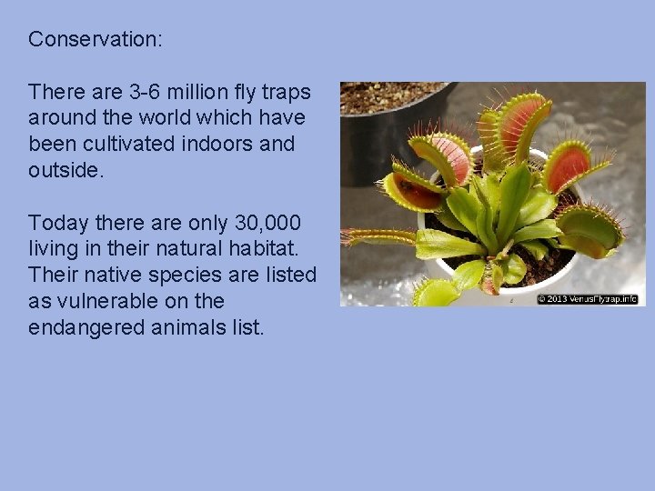 Conservation: There are 3 -6 million fly traps around the world which have been Conservation: There are 3 -6 million fly traps around the world which have been