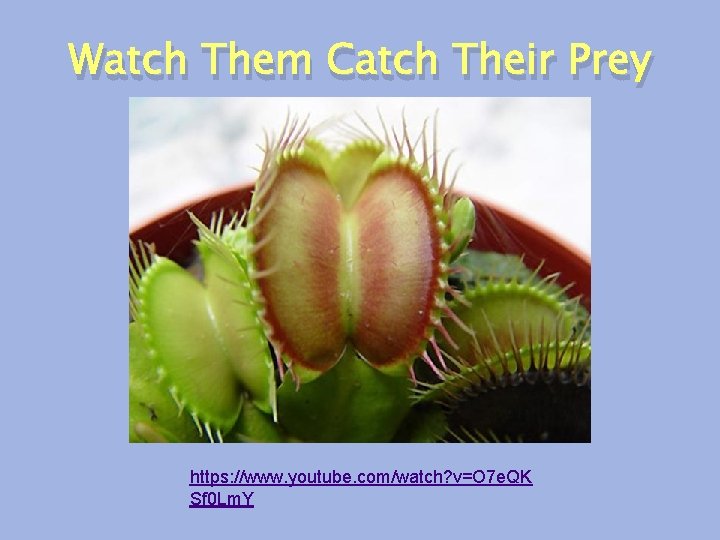 Watch Them Catch Their Prey https: //www. youtube. com/watch? v=O 7 e. QK Sf Watch Them Catch Their Prey https: //www. youtube. com/watch? v=O 7 e. QK Sf
