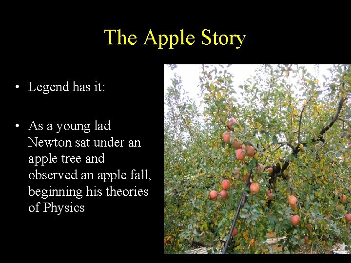 The Apple Story • Legend has it: • As a young lad Newton sat The Apple Story • Legend has it: • As a young lad Newton sat