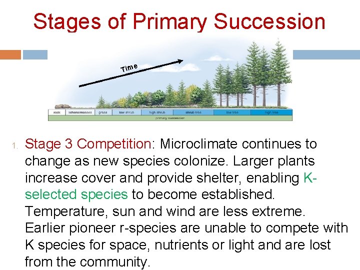 Stages of Primary Succession e Tim 1. Stage 3 Competition: Microclimate continues to change