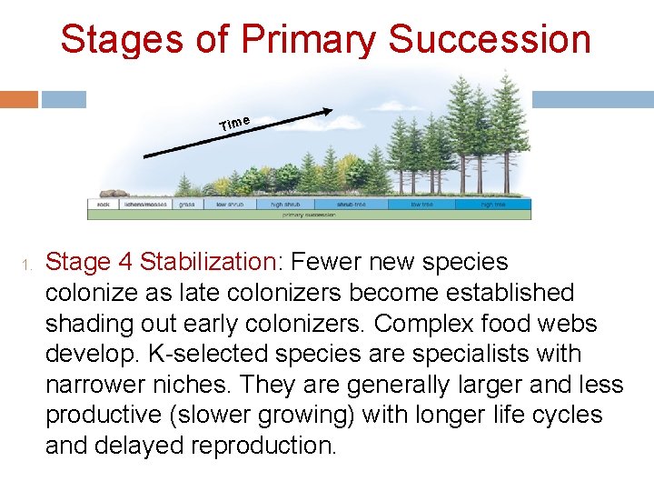 Stages of Primary Succession e Tim 1. Stage 4 Stabilization: Fewer new species colonize