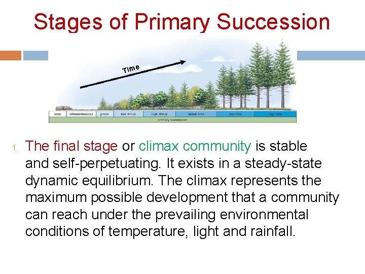Stages of Primary Succession e Tim 1. The final stage or climax community is
