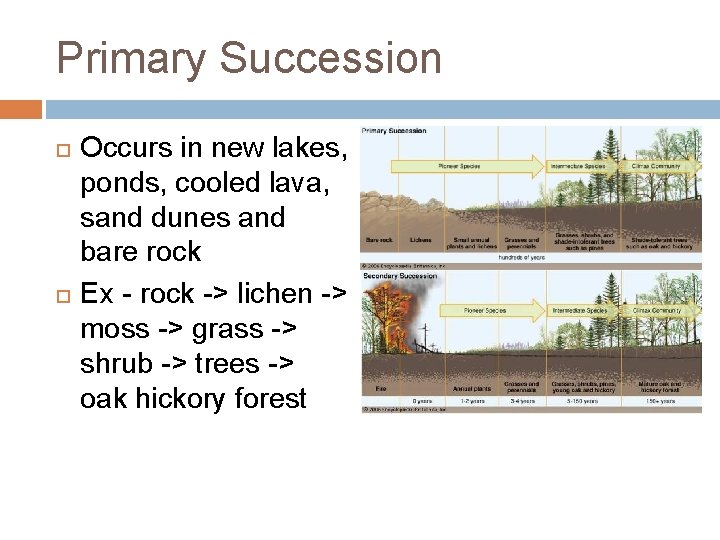 Primary Succession Occurs in new lakes, ponds, cooled lava, sand dunes and bare rock