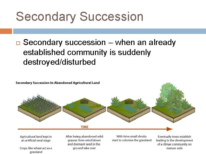 Secondary Succession Secondary succession – when an already established community is suddenly destroyed/disturbed 