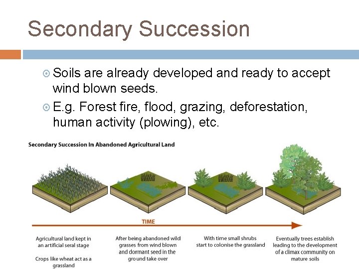 Secondary Succession Soils are already developed and ready to accept wind blown seeds. E.