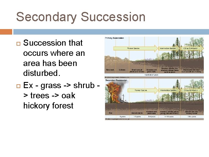 Secondary Succession that occurs where an area has been disturbed. Ex - grass ->