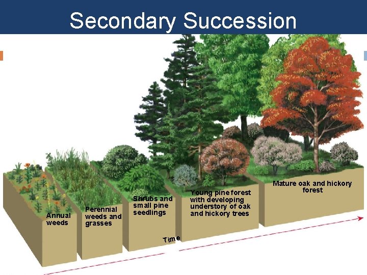 Secondary Succession Annual weeds Perennial weeds and grasses Shrubs and small pine seedlings Time