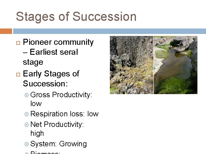 Stages of Succession Pioneer community – Earliest seral stage Early Stages of Succession: Gross