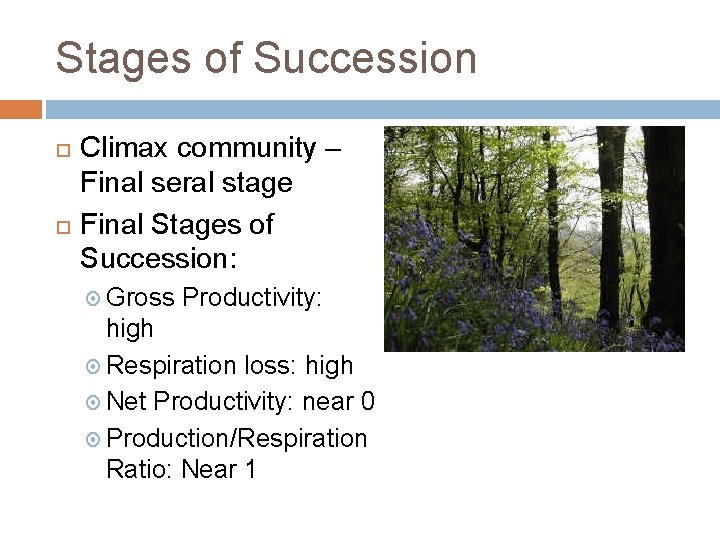 Stages of Succession Climax community – Final seral stage Final Stages of Succession: Gross