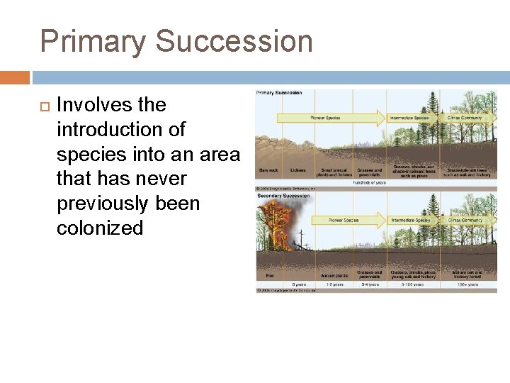 Primary Succession Involves the introduction of species into an area that has never previously