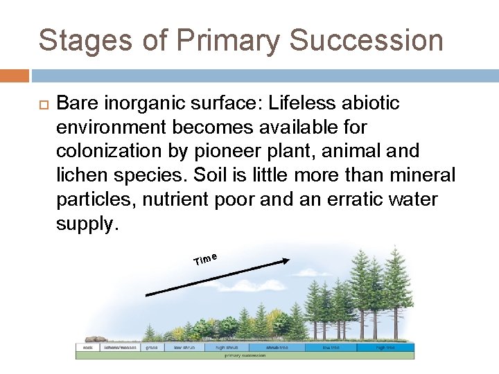 Stages of Primary Succession Bare inorganic surface: Lifeless abiotic environment becomes available for colonization