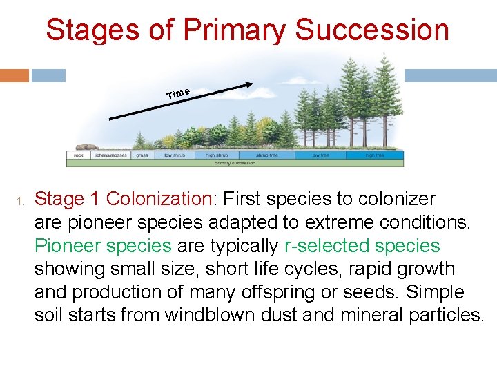 Stages of Primary Succession e Tim 1. Stage 1 Colonization: First species to colonizer