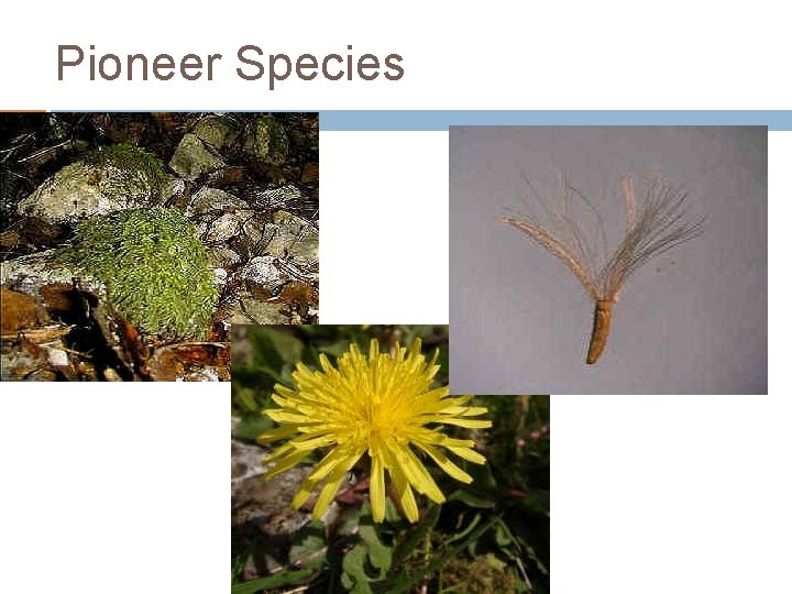 Pioneer Species 